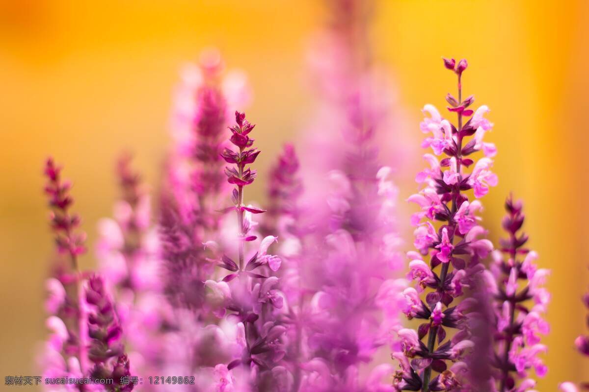 鼠尾草 背景 背景图 桌面 壁纸 唯美 花 花朵 红花 红色 粉色 黄色 金色 紫色 新鲜 浪漫 漂亮 生物世界 花草