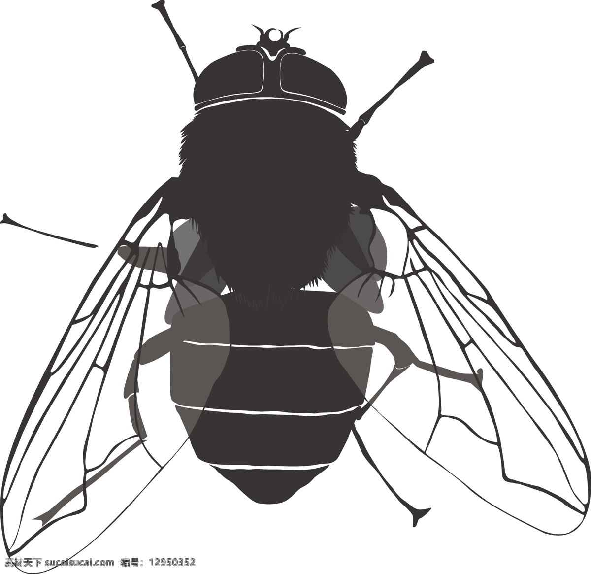 苍蝇 矢量 昆虫 动物 生物世界 白色