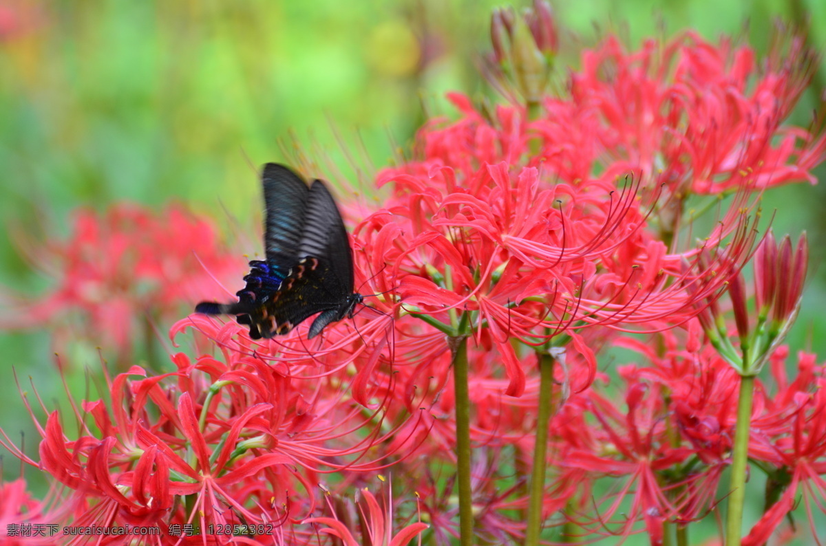 蝶恋花 蝴蝶 花 昆虫 生物 生物世界 自然 曼陀罗
