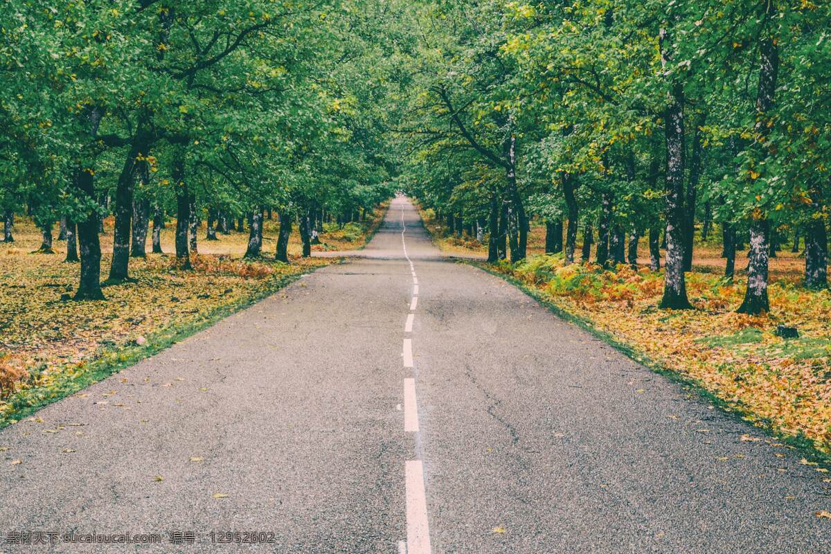 阳光小道 路 道路 大路 树林 风景 景色 美景 小路 小道 阳光大道 笔直 蜿蜒 自然景观 自然风景