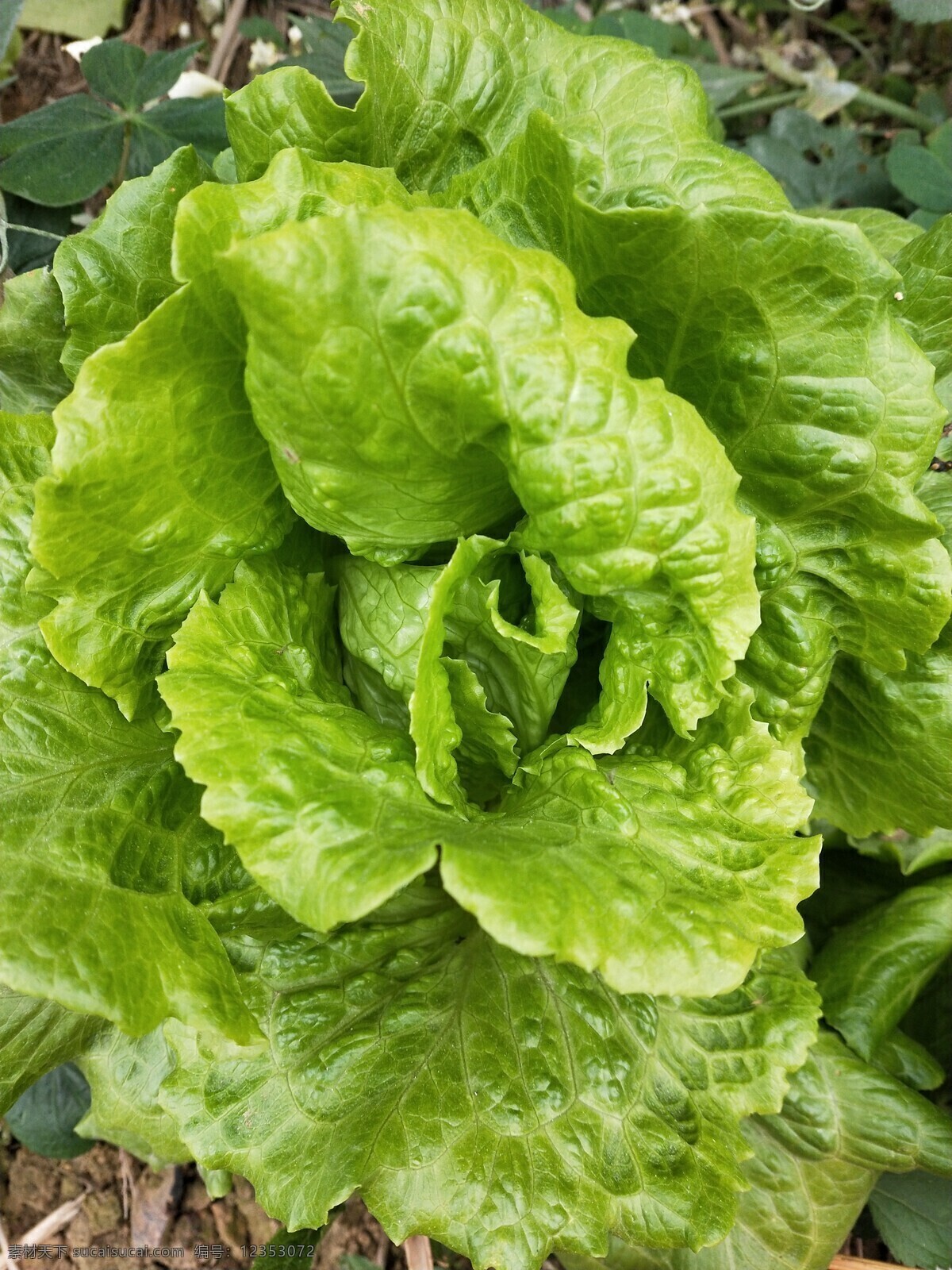生菜 青菜 蔬菜 菜花 菜心 菜地 花菜 菜园 青菜花 油菜花 有机菜心 青菜心 花草树木 自然景观 田园风光