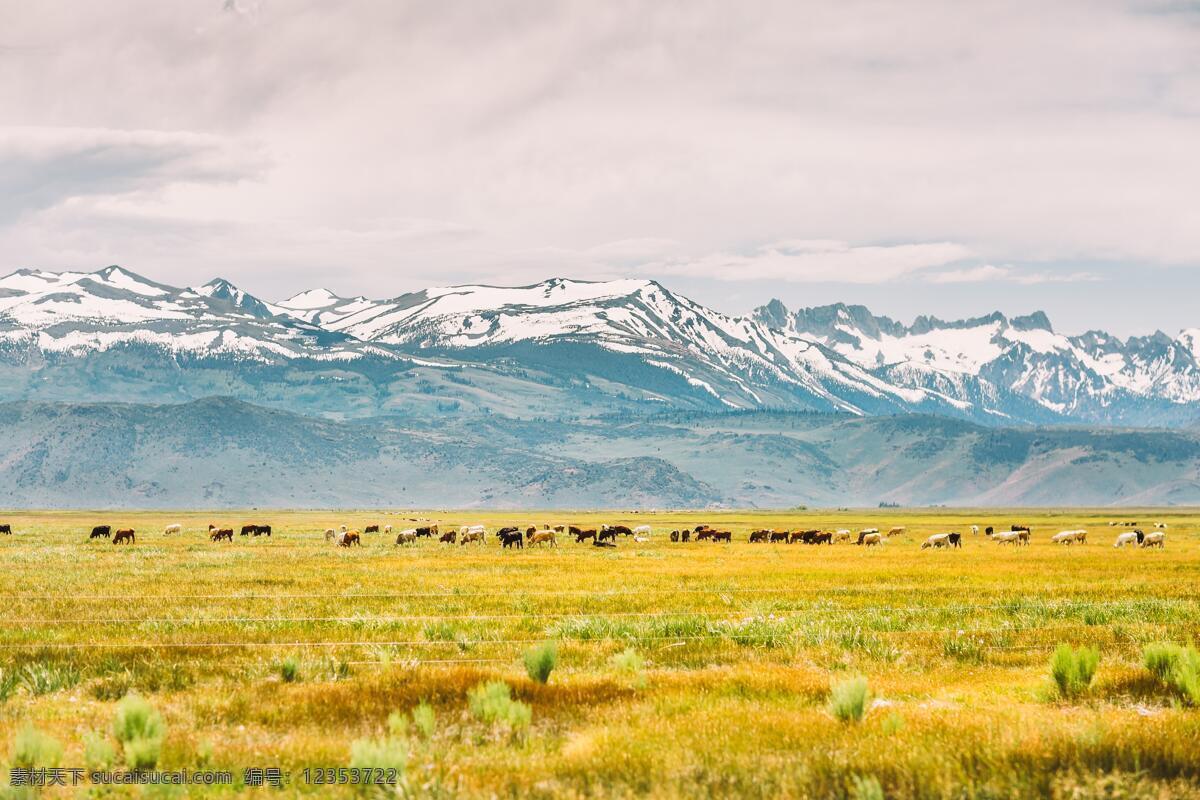 景色 雪山 草地 草原 牛马 植被 风景 旅游摄影 国外旅游