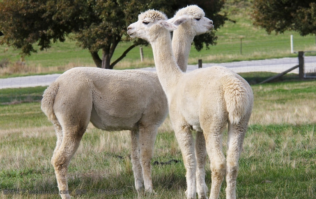 羊驼 草泥马 哺乳动物 动物 vicugna pacos alpaca 宠物