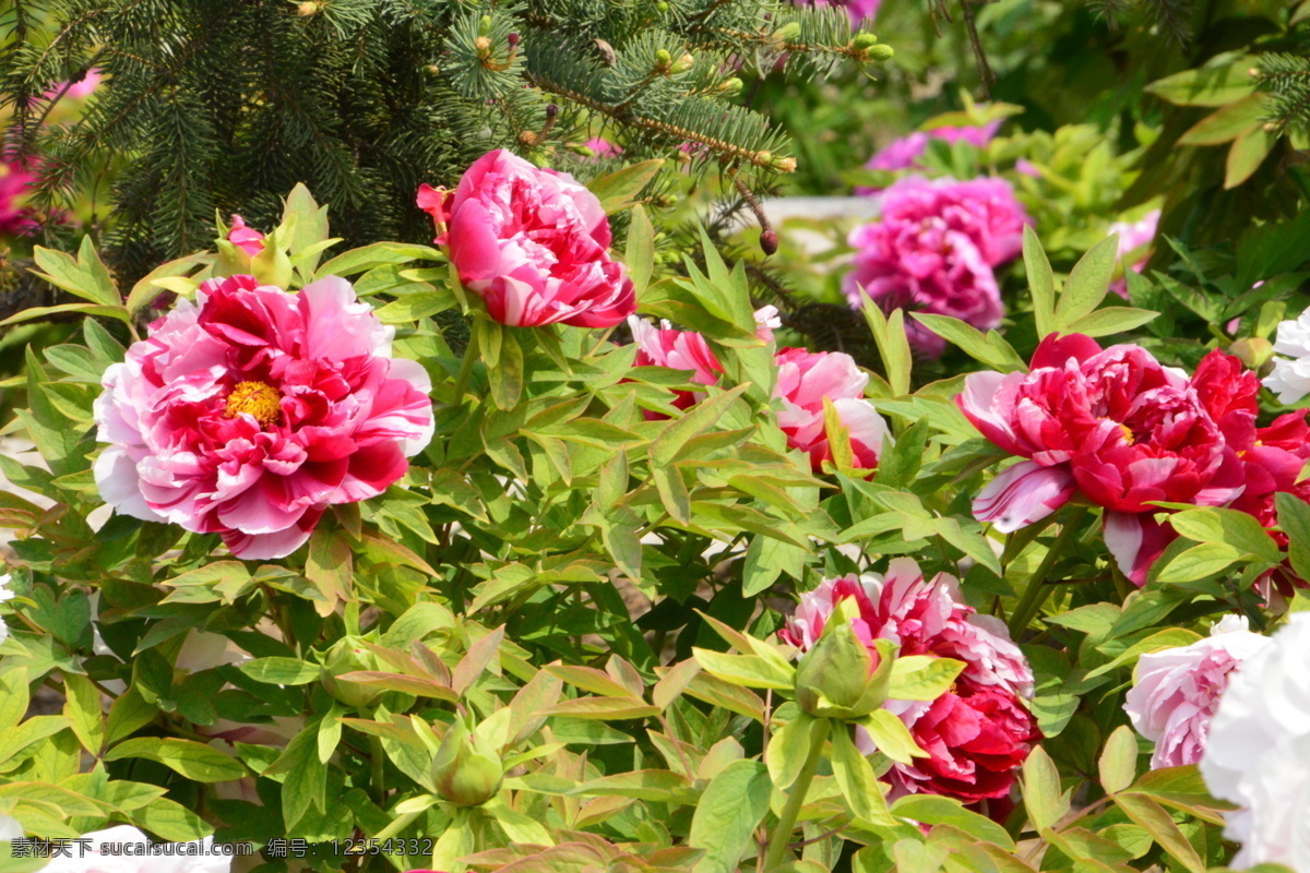 牡丹花 牡丹 观赏花卉 鼠姑 木芍药 百雨金 洛阳花 花朵 花瓣 花蕊 花卉 花儿 花草 植物 园林绿化 绿化景观 芍药牡丹 生物世界