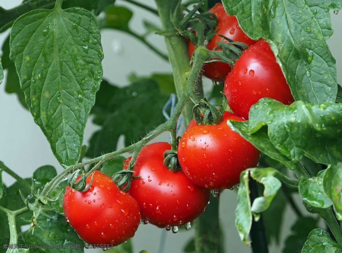 新鲜西红柿 西红柿 番茄 蔬菜 红色 设计素材 采摘季 圣女果 果实 番茄酱 炒菜 番茄炒蛋 食物 生物世界