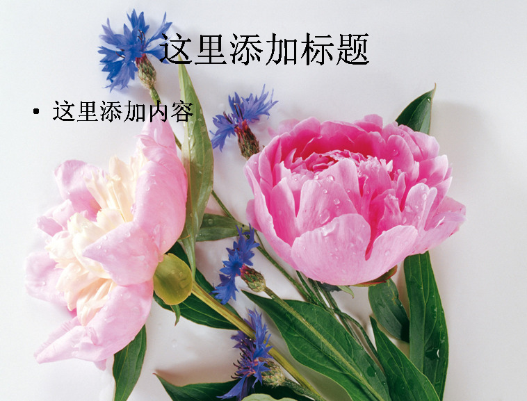 唯美 高清 鲜花 特写 ppt7 花朵 花 自然风景 迷人景色 模板