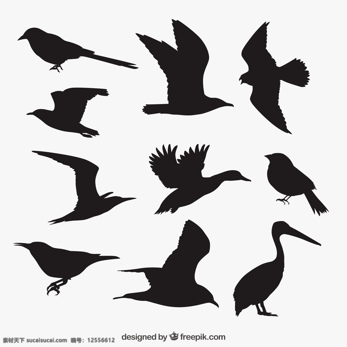 鸟动物剪影 自然 动物 翅膀 羽毛 丛林 动物园 剪影 海鸥 大纲 野生 野生动物 麻雀