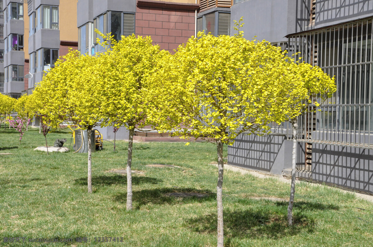 园林 植物 金叶 榆 球 金叶榆 金色叶 黄色叶 黄叶 灌木球 树木 生物世界 树木树叶