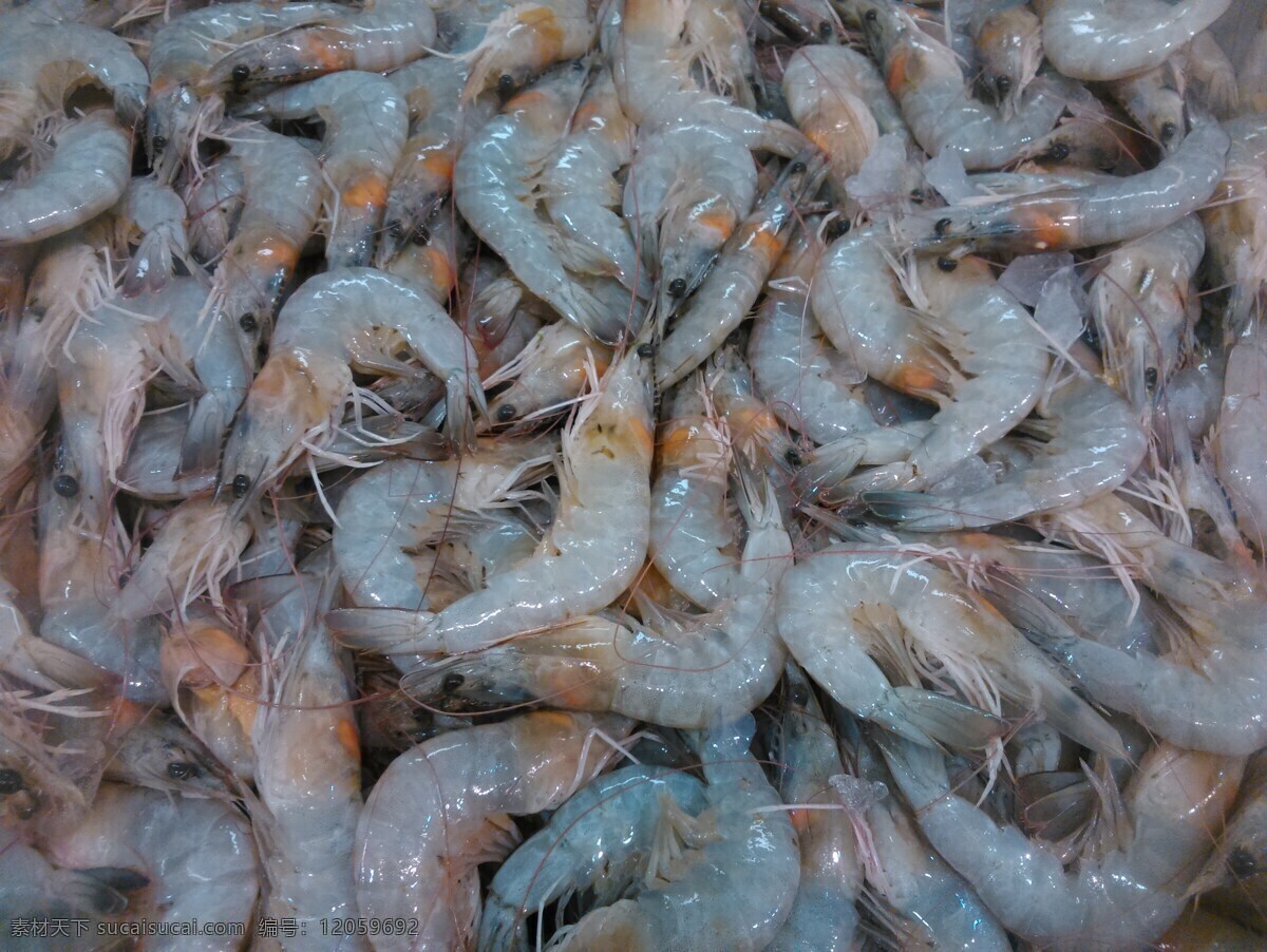新鲜的基围虾 海鲜 新鲜 食材 基围虾 大虾 餐饮美食 食物原料