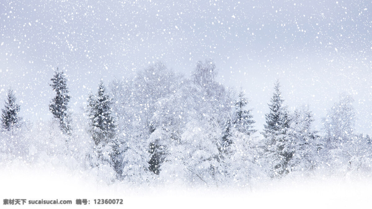 雪景 卡通 插画 松林 背景图片