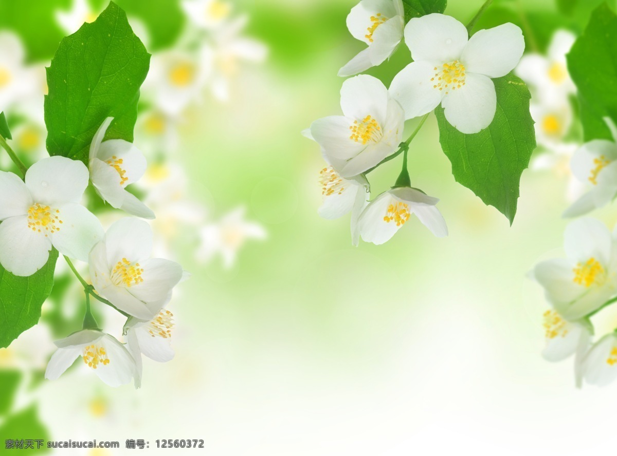 白色 茉莉花 绿叶 春天 白色茉莉花 背景图片