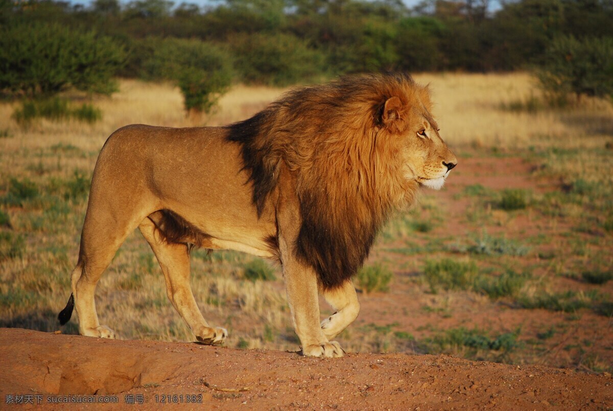 非洲狮 狮子 狮群 草原 野生动物 狮王 狮 万兽之王 大狮子 雄狮 生物世界