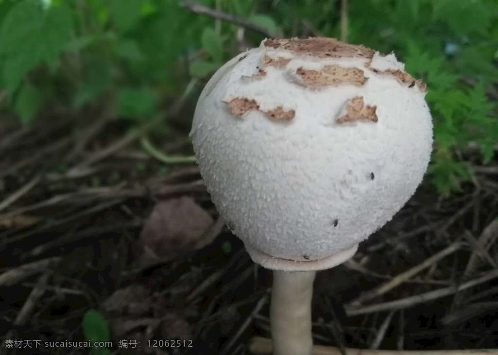 野生菌 野蘑菇 菇 菌 野生 生活百科 生活素材