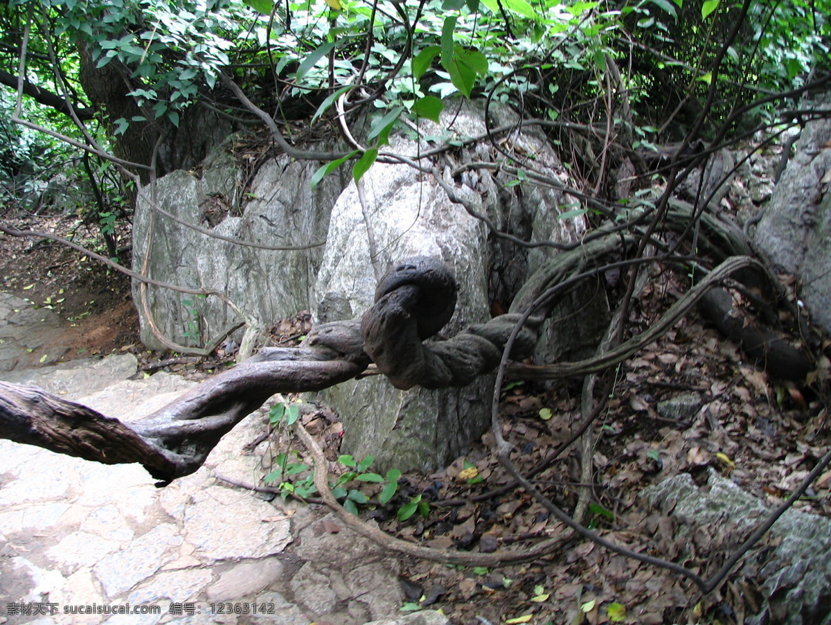 老树藤拦路 杭州 灵隐寺 飞来峰 树木 下山小路 旅游摄影 摄影图库 杭州风景 自然风景