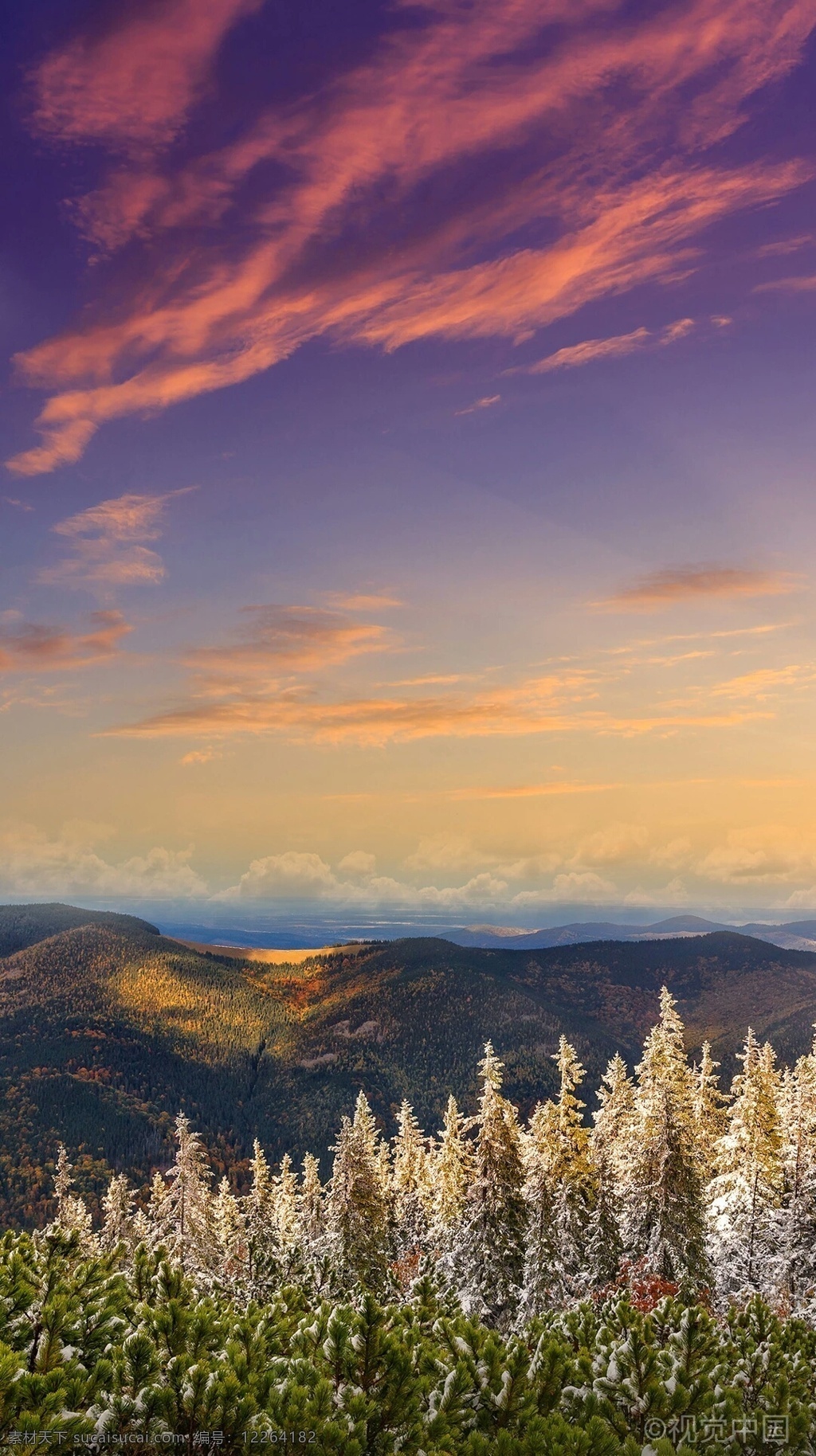 森林美图 森林 彩霞 雪松 天空 黄昏 自然景观 自然风景