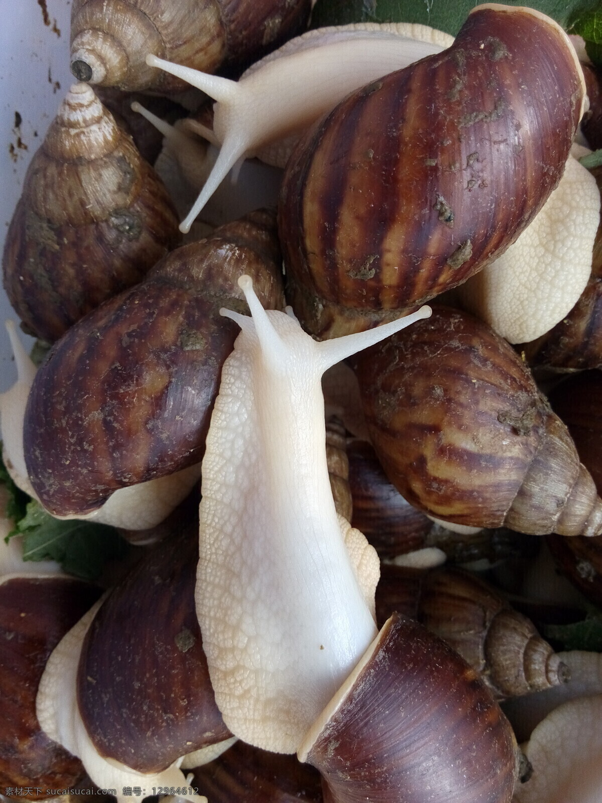 蜗牛 高清 昆虫 生物 生物世界 爬行动物 触角