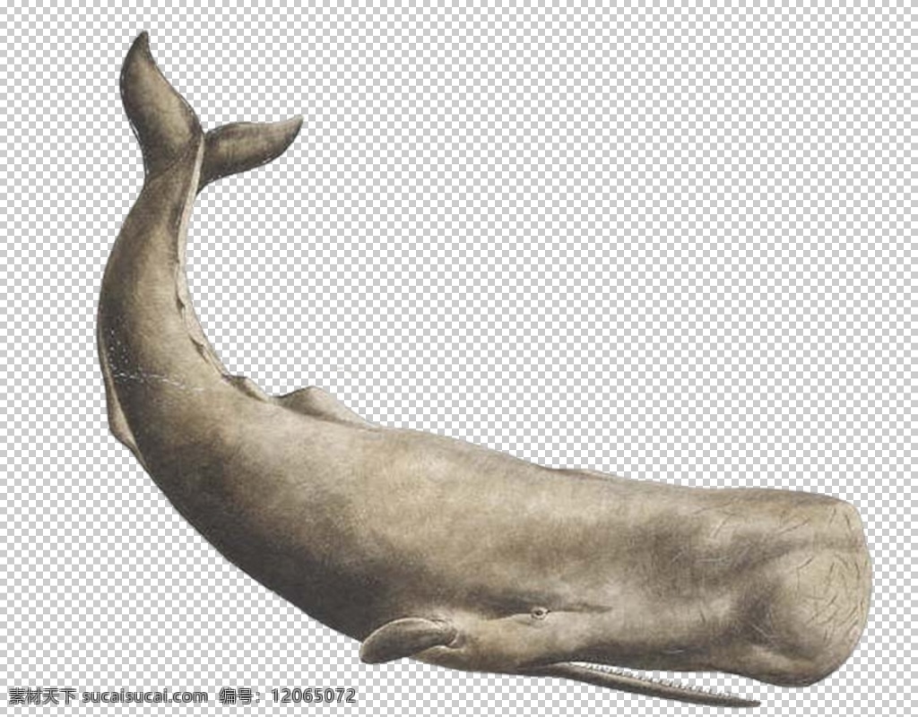 抹香鲸图片 鲸鱼 鲸 虎鲸 座头鲸 抹香鲸 png图 透明图 免扣图 透明背景 透明底 抠图 生物世界 海洋生物