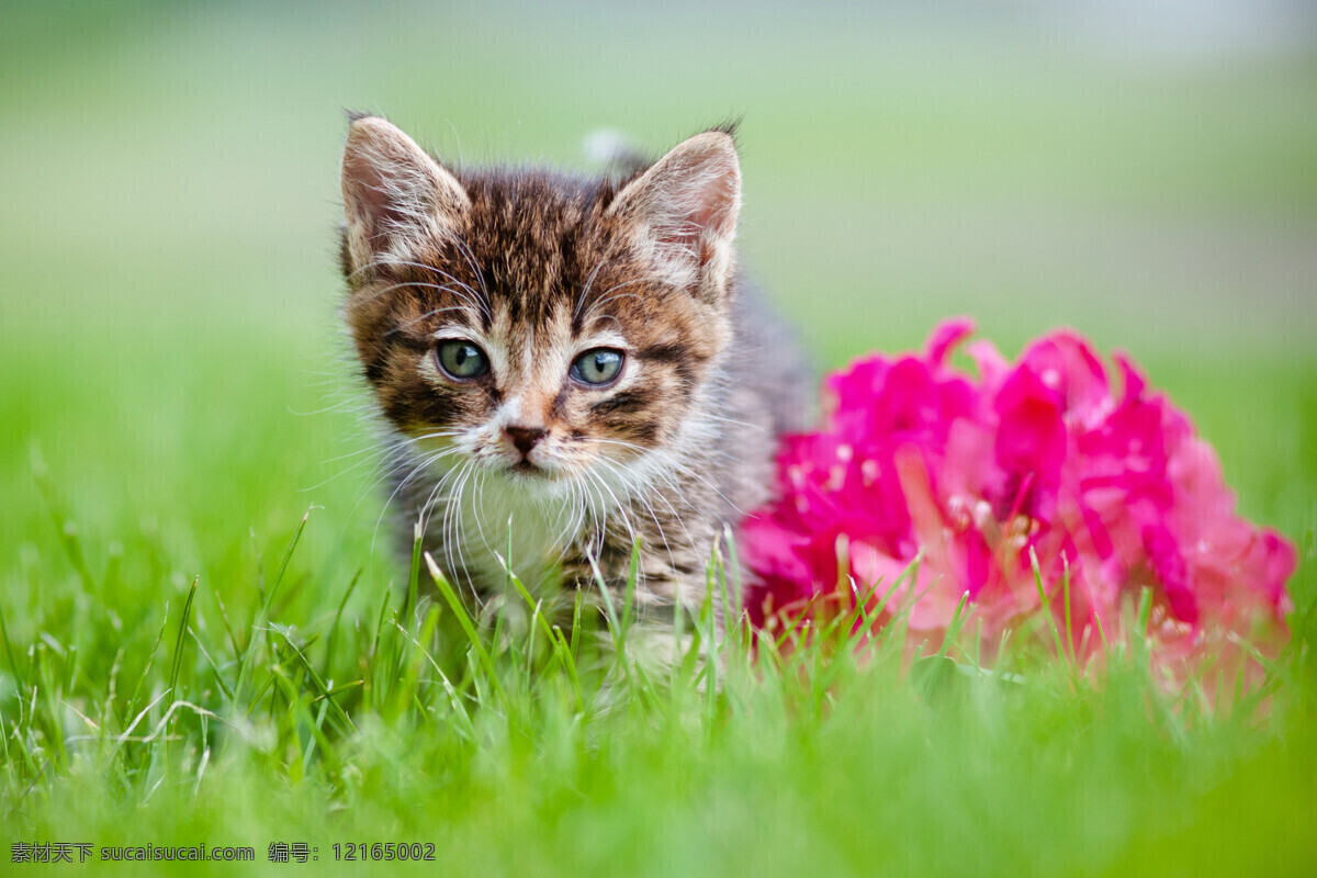 草地 上 小猫 花朵 动物 生物 野生动物 猫咪图片 生物世界