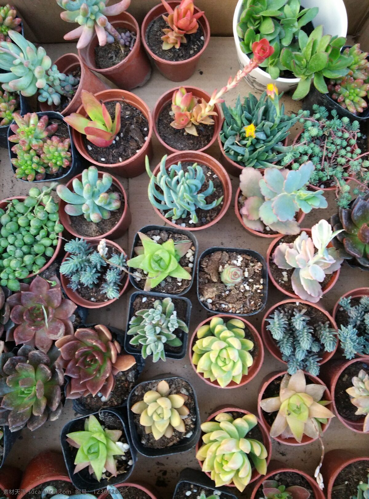 多肉摄影 植物 花 多肉 清新 可爱 生物世界 花草 黑色