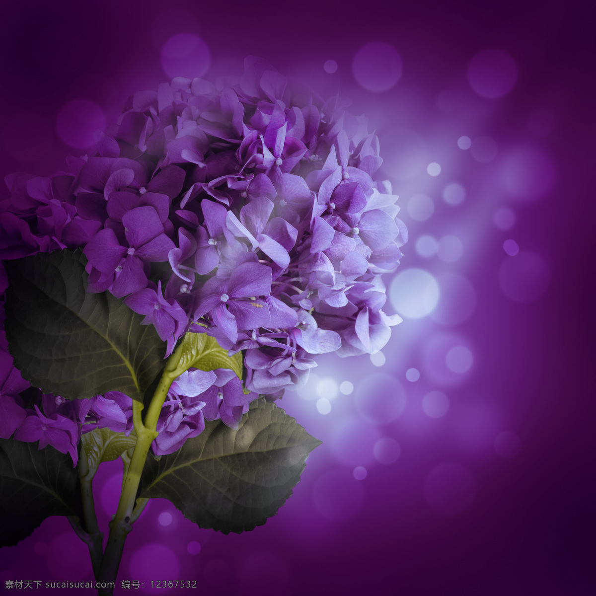 梦幻 紫色 绣 球花 背景 紫色背景 绣球花 梦幻紫色 鲜花 漂亮鲜花 美丽鲜花 花朵 梦幻背景 梦幻光斑 情人节背景 情人节素材 花草树木 生物世界