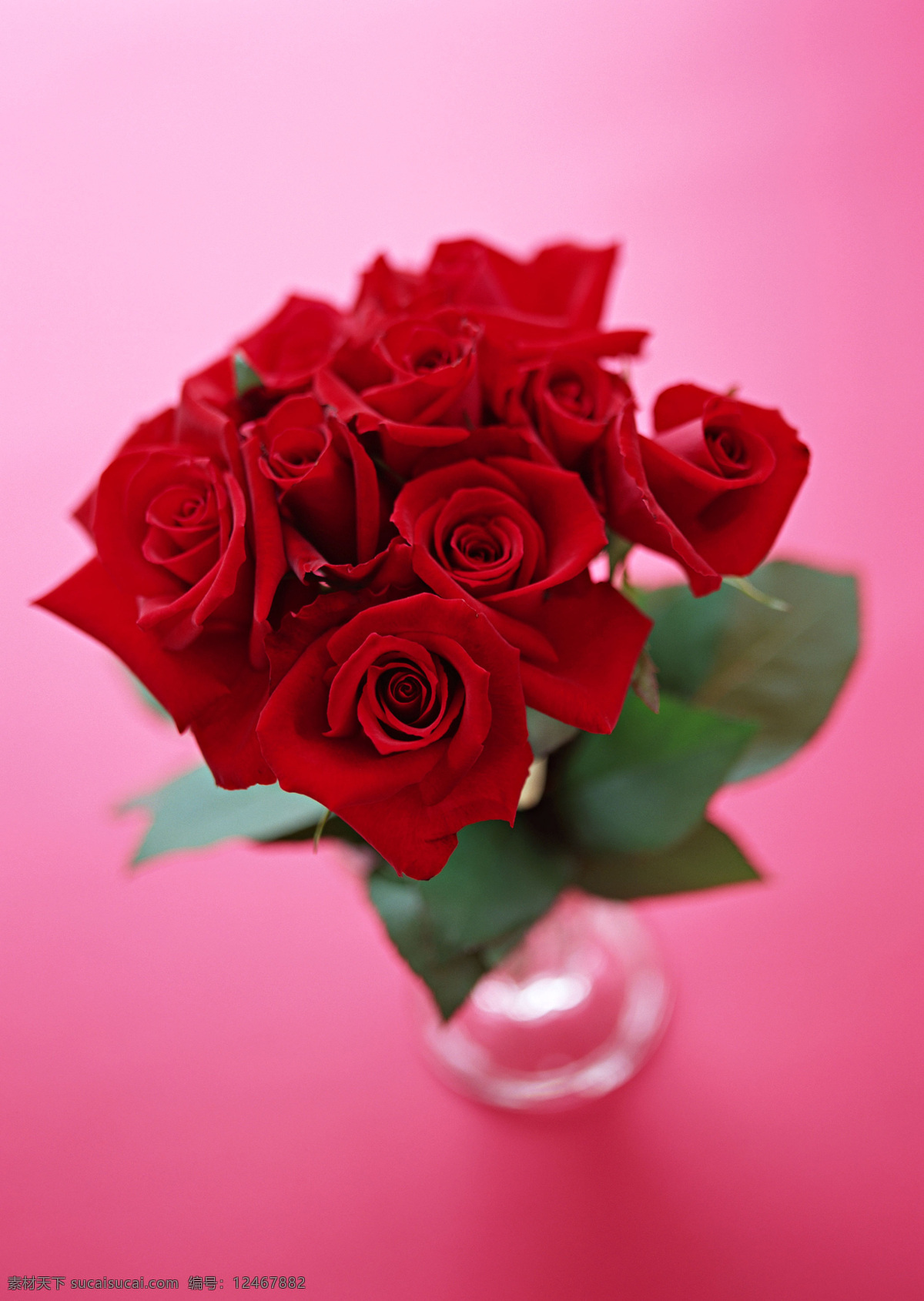 红色 玫瑰 玻璃杯 红玫瑰 花 花特写 花写真 酒杯 摄影图 微距 写真 枝叶 一束玫瑰 生物世界