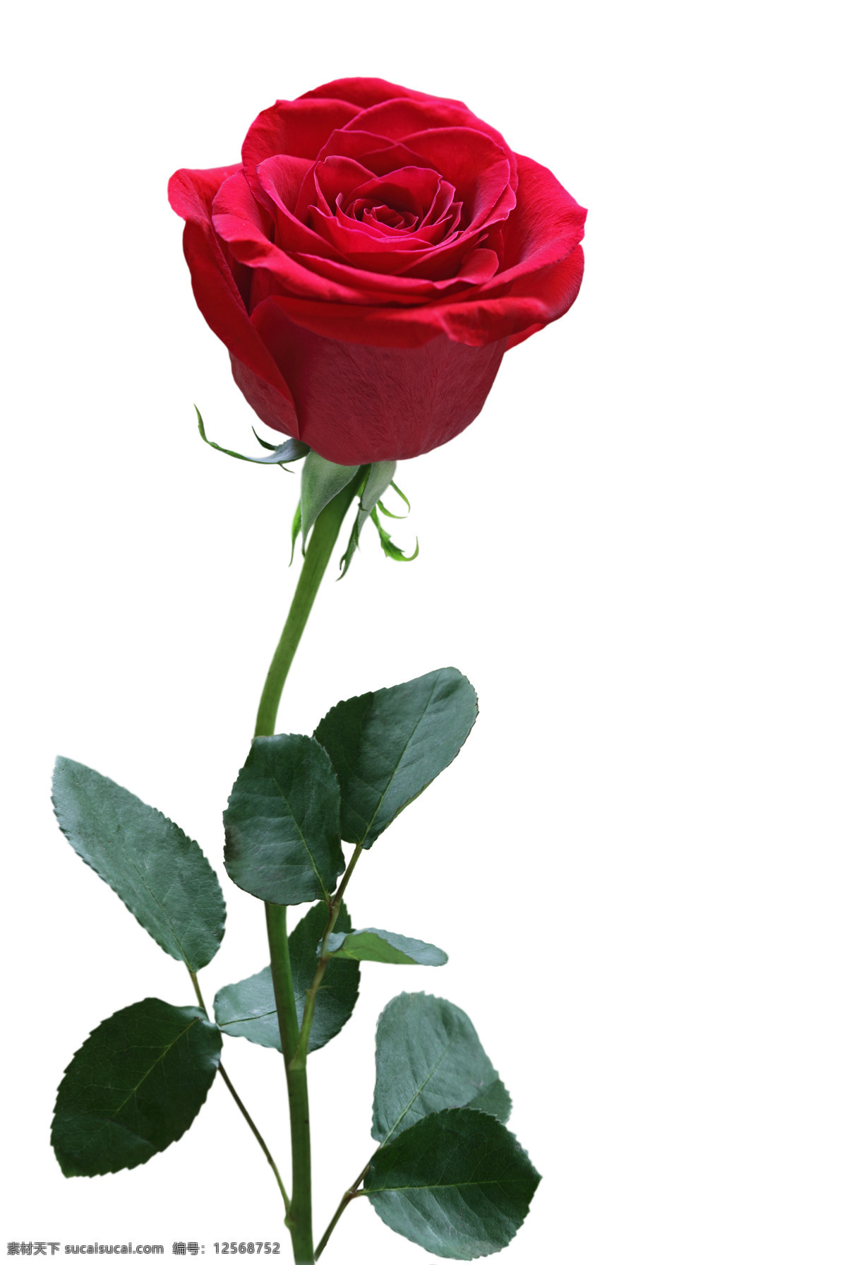 玫瑰花 玫瑰花下载 花瓣 设计素材 瑰 植物 香槟玫瑰 高清 背景 一束花 生物世界 花草