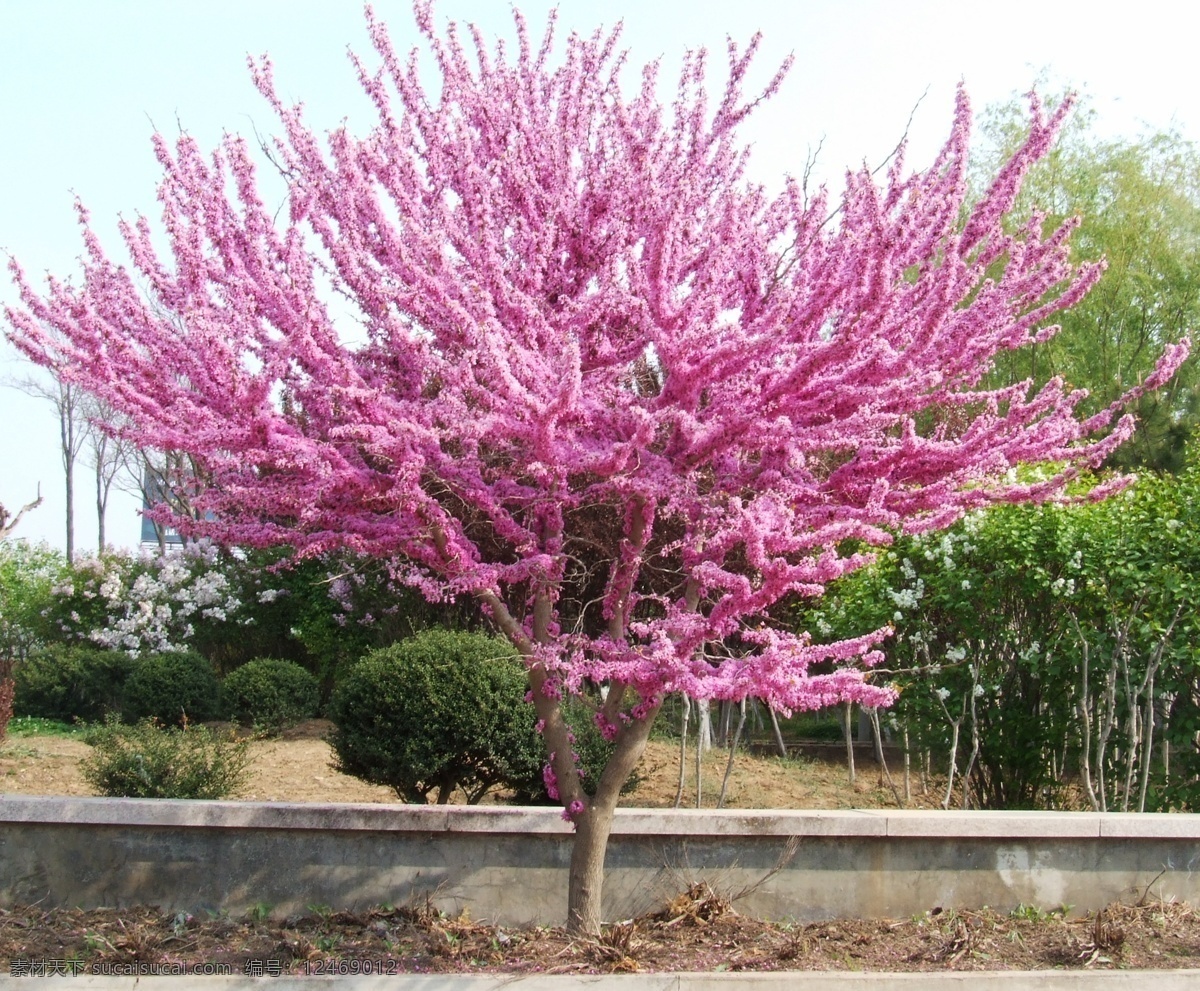 紫荆花 春天 花草 生物世界 盛开 满树 s9600 psd源文件