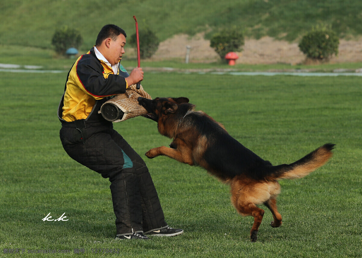 狼 犬 克拉 诺斯 训练 德牧 狼犬 德国牧羊犬 狼狗 狼犬训练 生物世界 家禽家畜