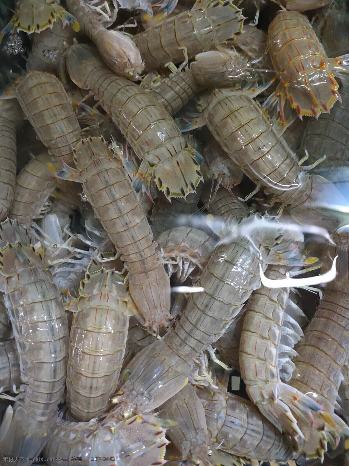 皮皮虾 鱼 虾 蟹 水产品 海鲜 生物世界 鱼类