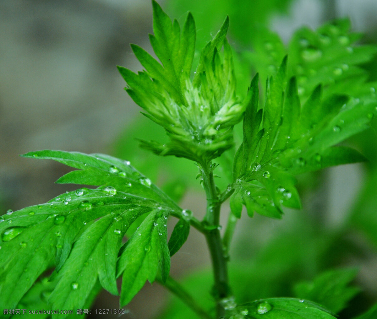 艾草 绿色 药用 雨后 露珠 新鲜 花卉 花草 生物世界