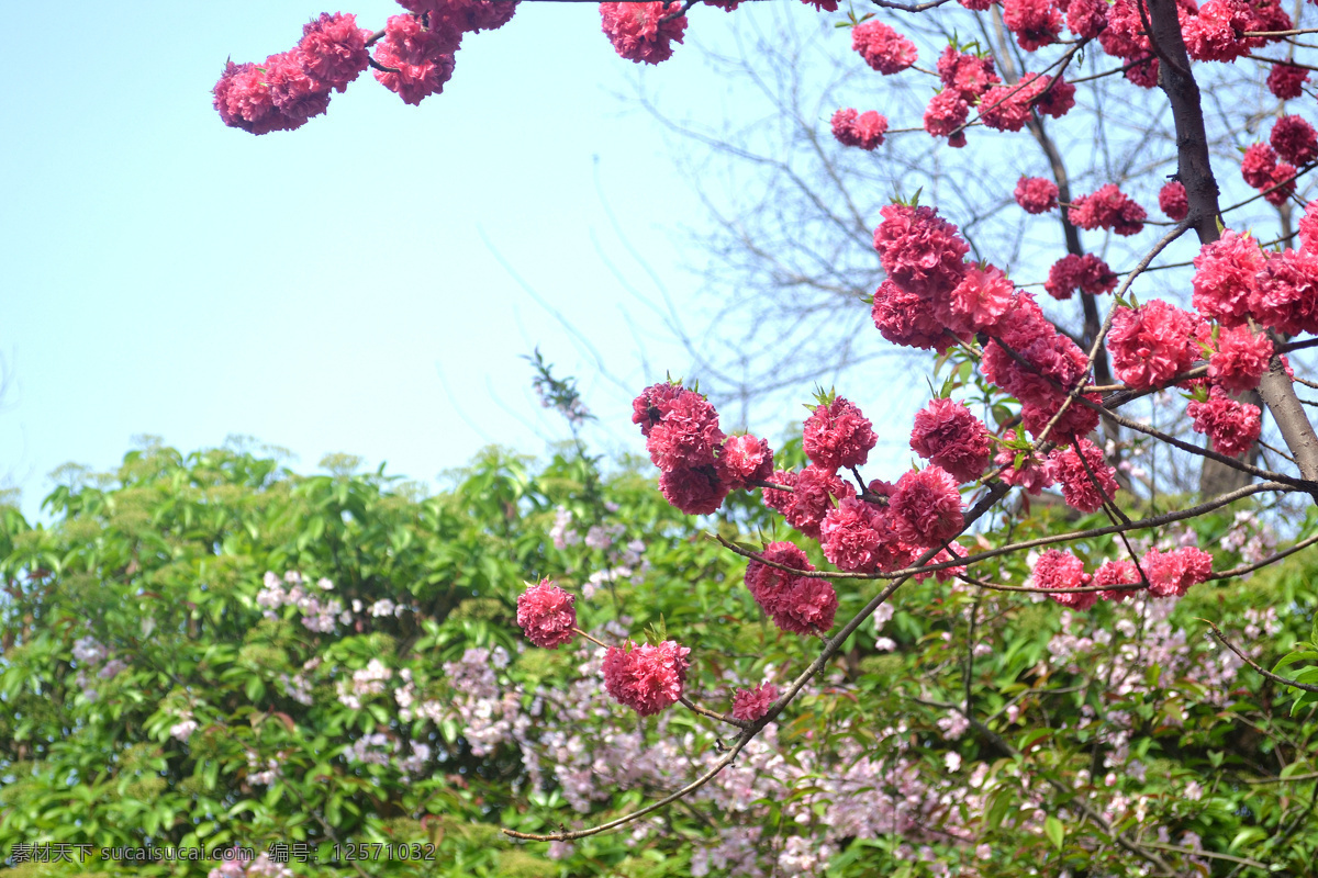 桃花 桃树 桃 桃子 粉红桃花 白桃花 桃花树 鲜花 花 花朵 花开 春天 春天花开 春暖花开 桃花开 开花 鲜花背景 花背景 花叶 绿叶 鲜花摄影 生物世界 花草