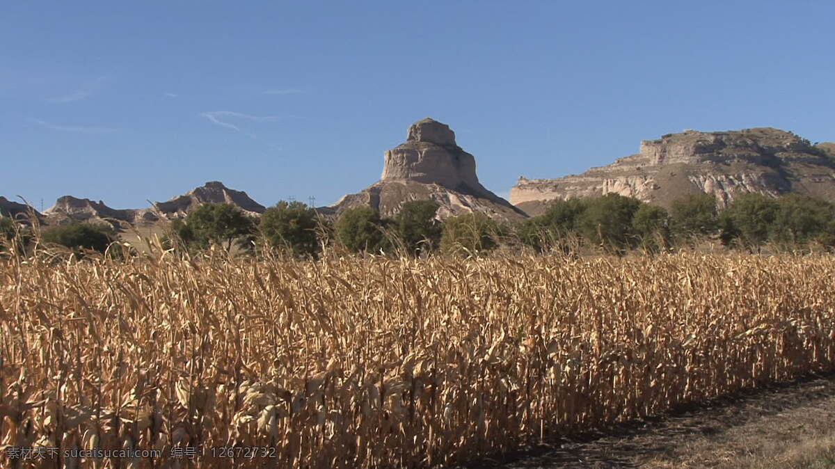 内布拉斯加州 玉米 田 史 士 钝 股票 视频 美国 农业 山 岩石 scotts 虚张声势 玉米秸秆 秸秆 领域 作物 其他视频