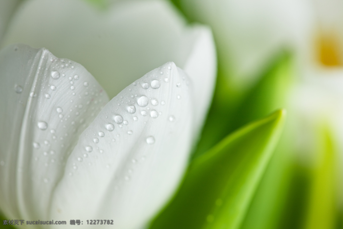 植物 鲜花 花卉 花朵 郁金香 上 水滴 花草树木 生物世界 灰色