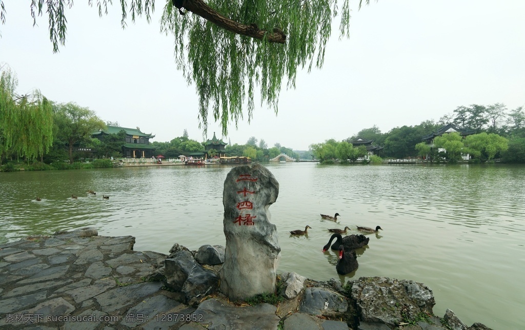 瘦西湖 天鹅 风光 美丽 桥 旅游摄影 国内旅游