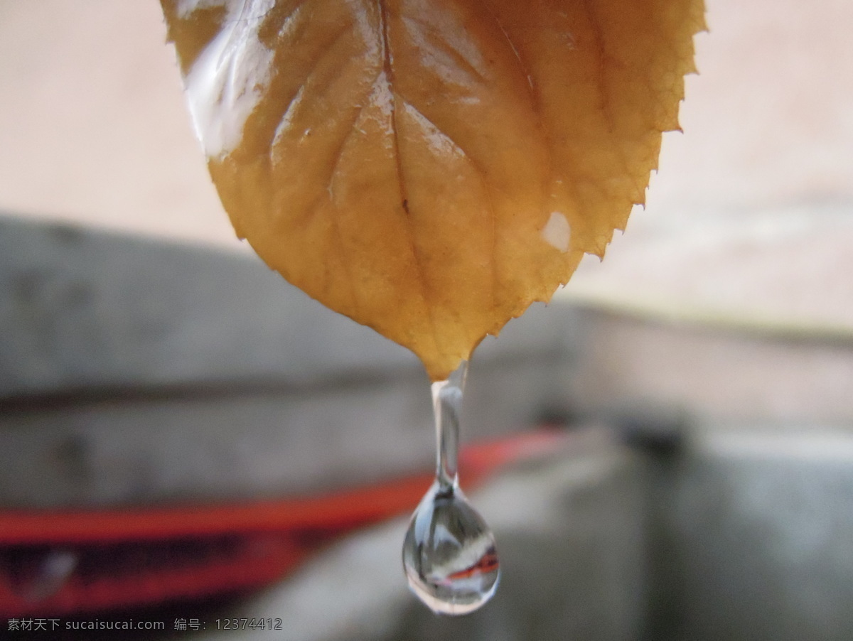 秋叶 滴水 生物世界 树木树叶 水滴 叶子 雨滴 秋叶滴水 psd源文件
