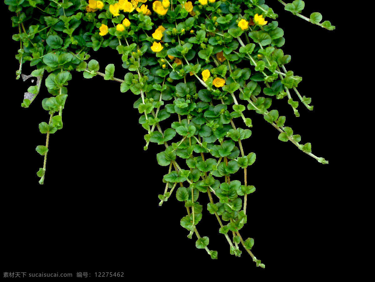 绿色 树藤 黄色 花 元素
