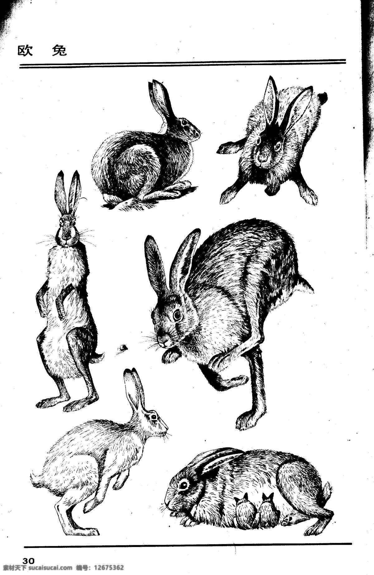 画兽谱30 欧兔 百兽 兽 家禽 猛兽 动物 白描 线描 绘画 美术 禽兽 野生动物 画兽谱 兔子 兔 生物世界 设计图库