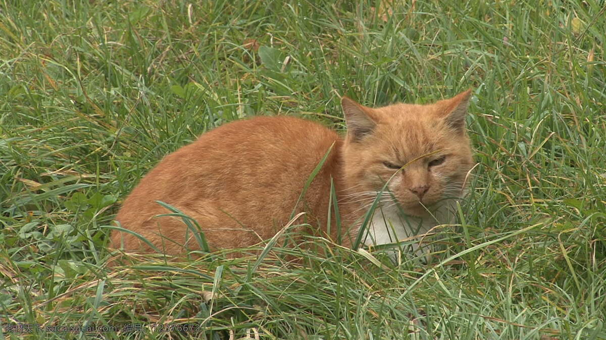 猫 草 股票 视频 橙色 德国 绿色 朦胧 葡萄园 睡觉 修道院 坐 白色的 毛茸茸的 其他视频