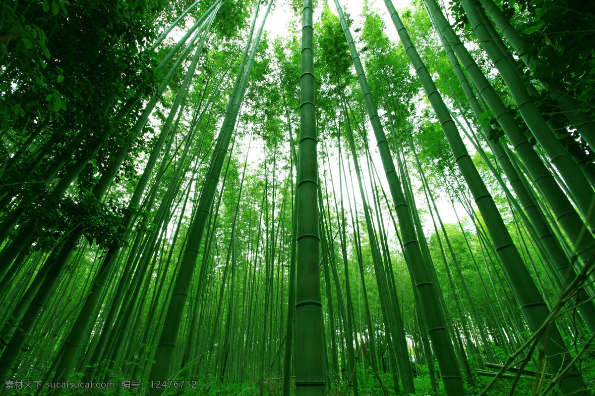 美丽竹子风景 绿竹 竹林风景 竹子 美丽竹林景色 美丽风景 自然美景 自然风景 自然景观 黑色