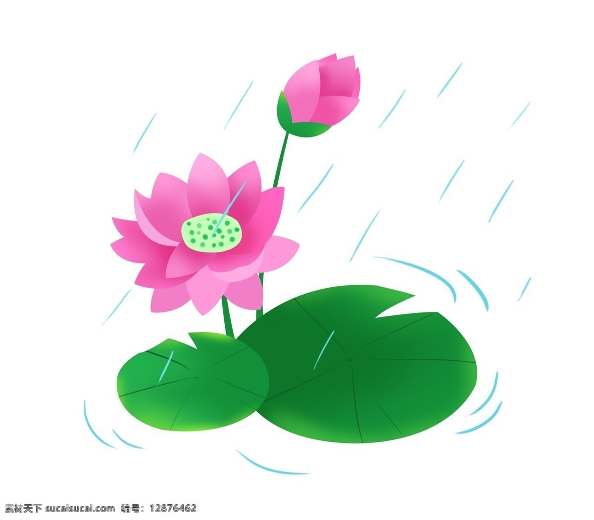 雨水 滋润 荷花 荷叶 雨中荷花 粉色荷花 花蕊 漂亮的荷花 漂亮花苞插图