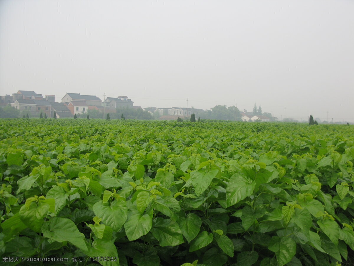 长势 很 好 桑叶 林 桑叶林 桑树 田园风光 自然景观