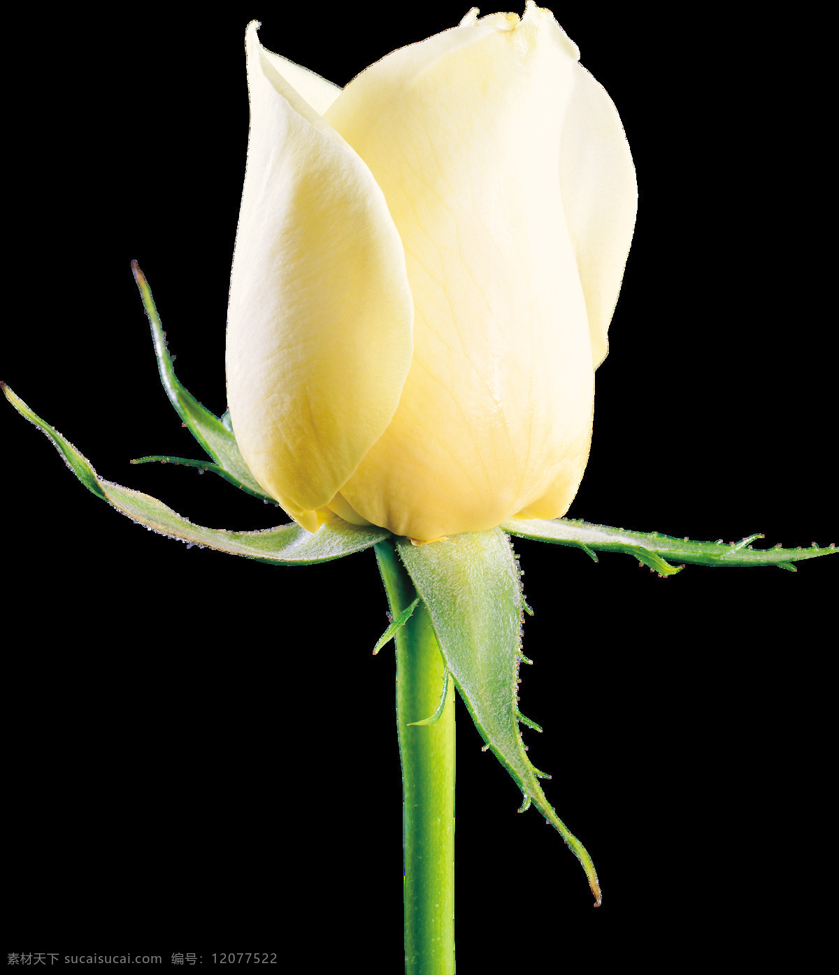 白玫瑰 花 鲜花 花儿 花朵 树叶 绿叶 特写 壁纸 美丽 漂亮 花草 玫瑰摄影 玫瑰图片 玫瑰素材 花类 生物世界