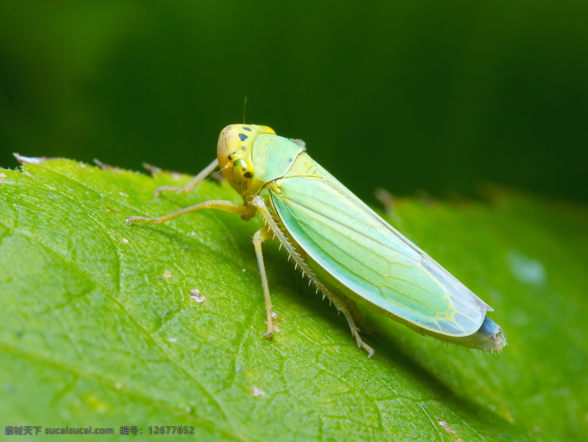 蝗虫蚂蚱 蝗虫 蚂蚱 虫子 昆虫 树叶 绿叶 叶子 昆虫虫子 生物世界