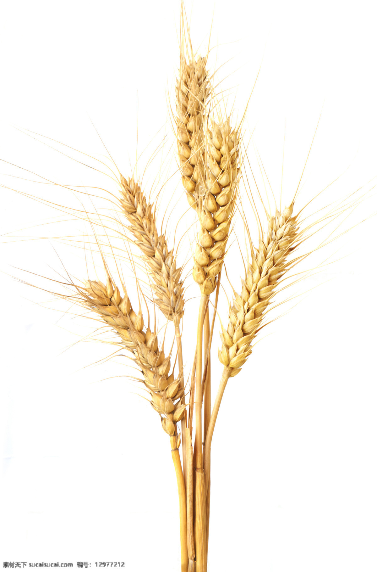 成熟 麦穗 金黄 小麦 其他生物 生物世界