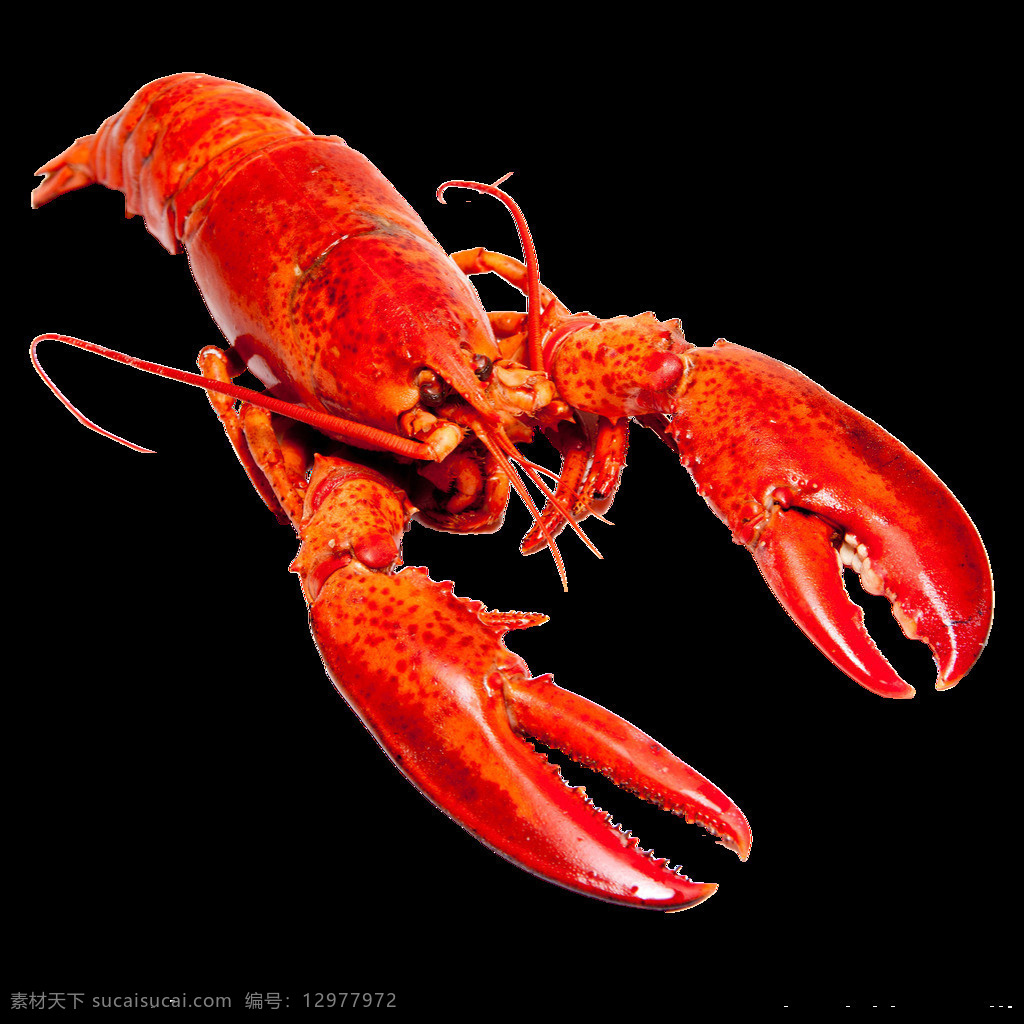 小龙虾免扣 透明背景 龙虾 活龙虾 生物世界 海洋生物