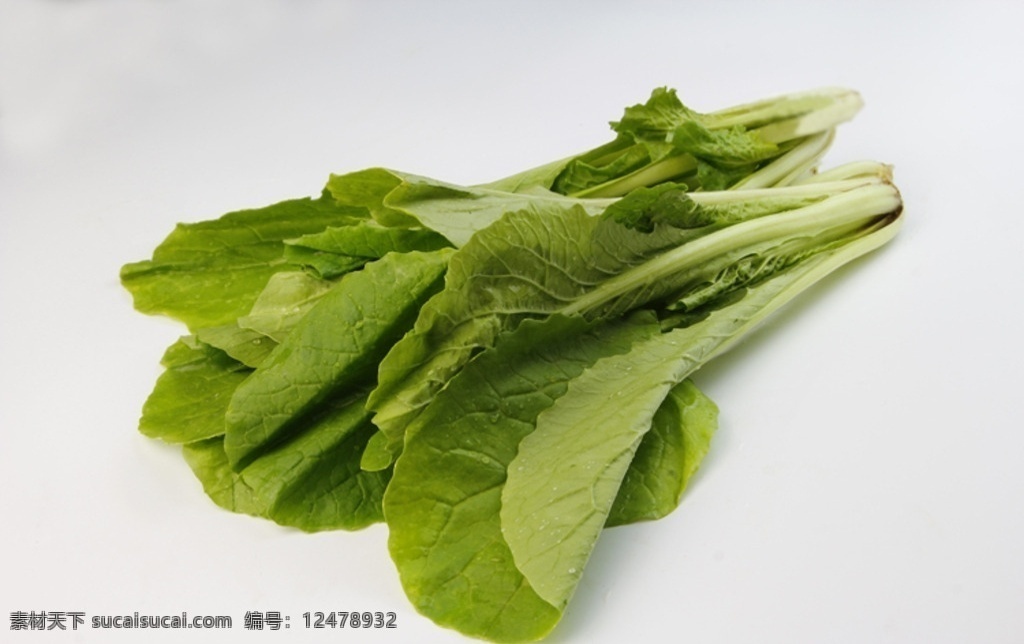 小白菜 摄影作品 摄影蔬菜 有机蔬菜 农业菜 有机食品 生物世界 蔬菜