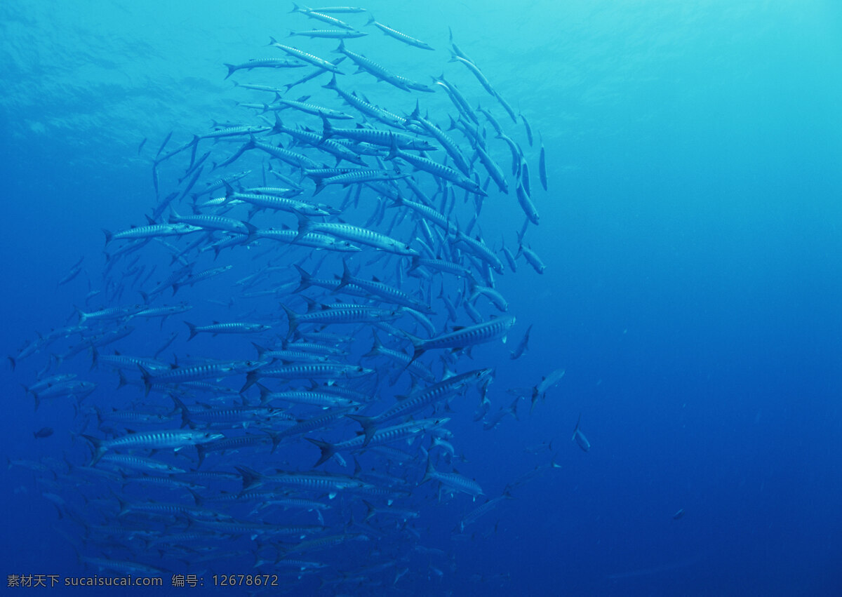 海洋生物 海底世界 海洋 礁石 生物世界 鱼 鱼类 珊蝴礁石 珊蝴 海底景色