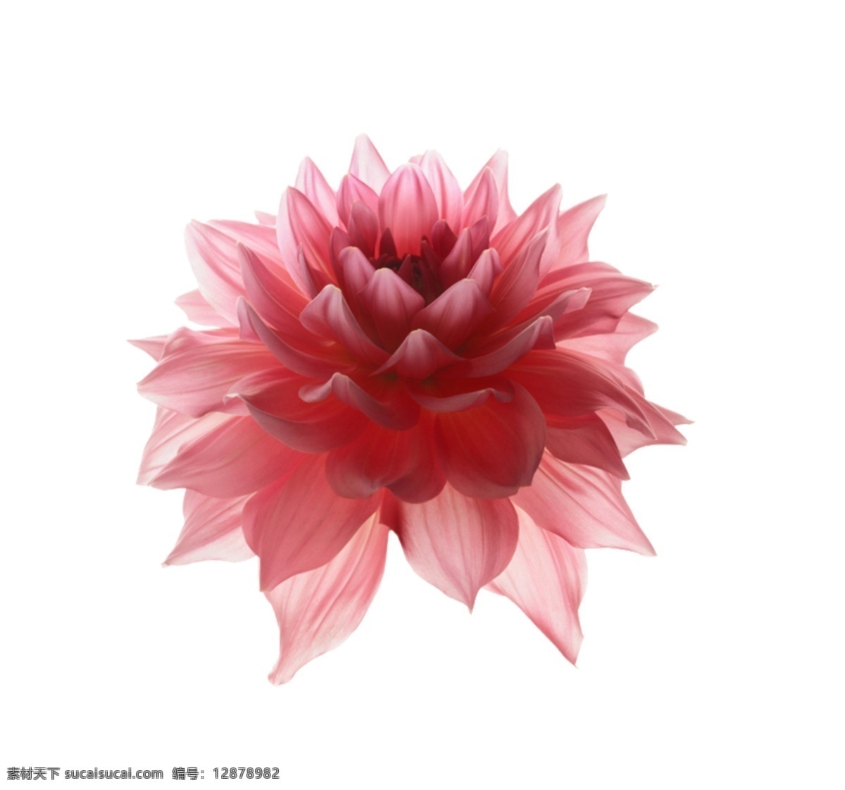 抽象花 花 矢量花 花朵 墙贴