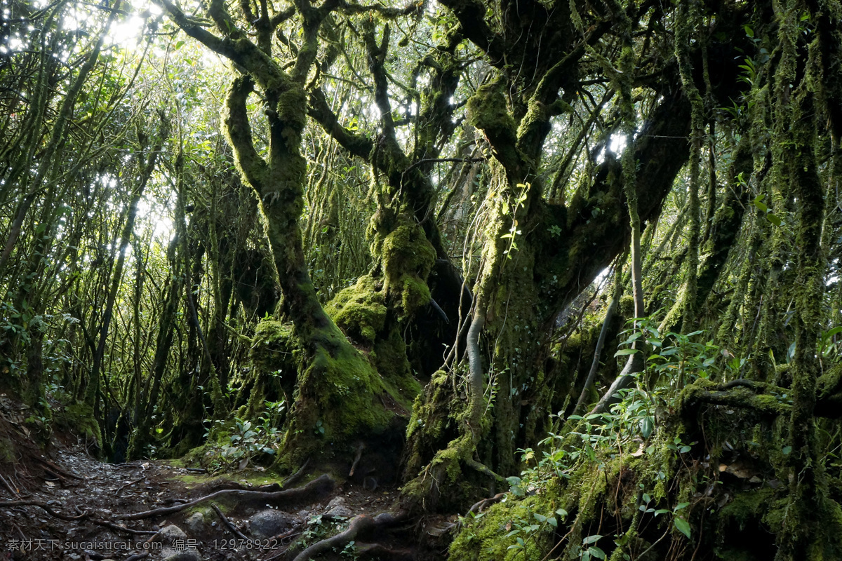 美丽 热带雨林 风景 美丽风景 热带雨林风景 热带植物风景 风景摄影 自然美景 美丽风光 山水风景 风景图片