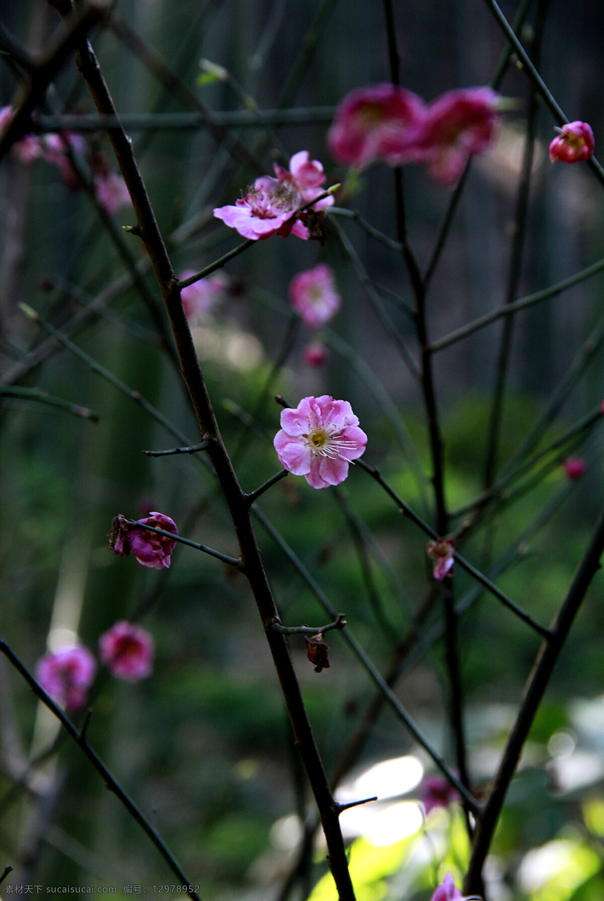 桃花 粉色花 桃枝 春暖花开 生机勃勃 小花 桃花运 桃树 花草 生物世界 黑色